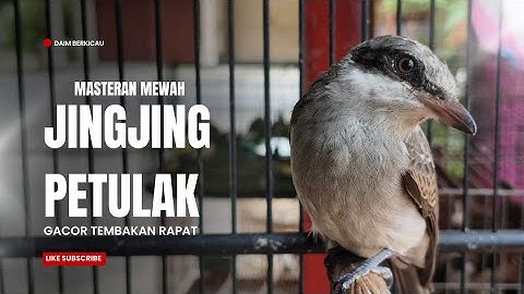 JING JING PETULAK GACOR MASTERAN MEWAH 