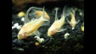 Long-fin albino cory fish