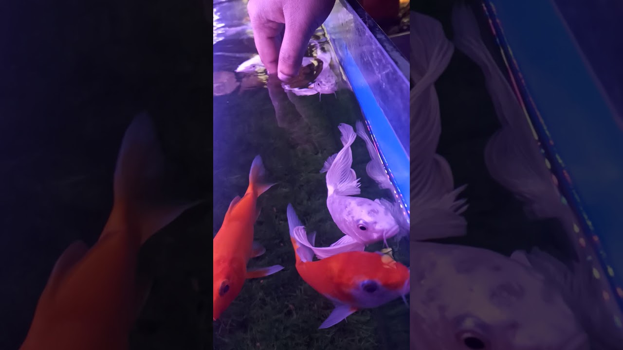 Butterfly Koi Fish for Sale Butterfly koi ISBAGUS