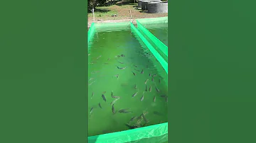 UFUGAJI SAMAKI Aquaculture Kilimo Kilimoufugaji Samaki Ufugaji 