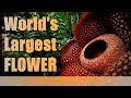 World's LARGEST FLOWER - Rafflesia Arnoldii