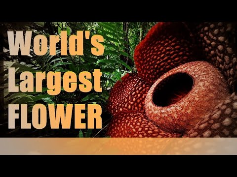 World&rsquo;s LARGEST FLOWER - Rafflesia Arnoldii