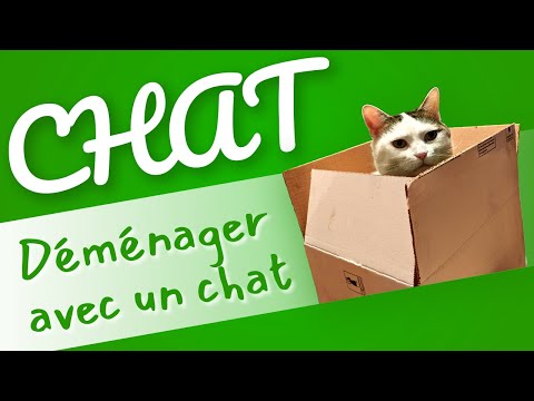 Vidéo: 7 Conseils Pour Déménager à L'étranger Avec Un Animal Domestique - Réseau Matador