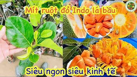 Mít ruột đỏ Indonesia lá bầu cách nhận biết giống chuẩn đẹp
