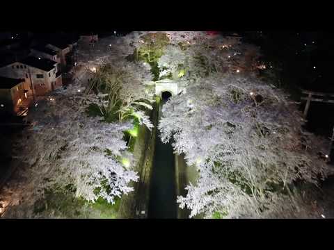 【空撮】桜の琵琶湖疏水と三井寺ライトアップ