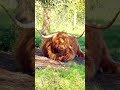 A Scottish Highland Cow (or Coo) Relaxing