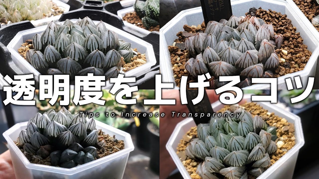 ハオルチアの窓を透明にする方法と実際に前後比較もお見せします！