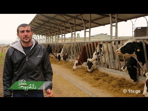 ვიდეო: რატომ იყენებენ ფერმერები ძროხის სასუქს თავიანთი კულტურების გასანოყიერებლად?