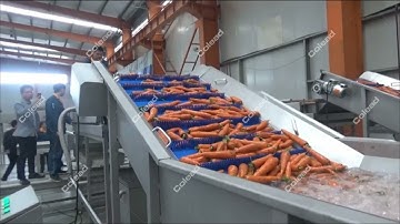 Carrot washing machine/washing processing line