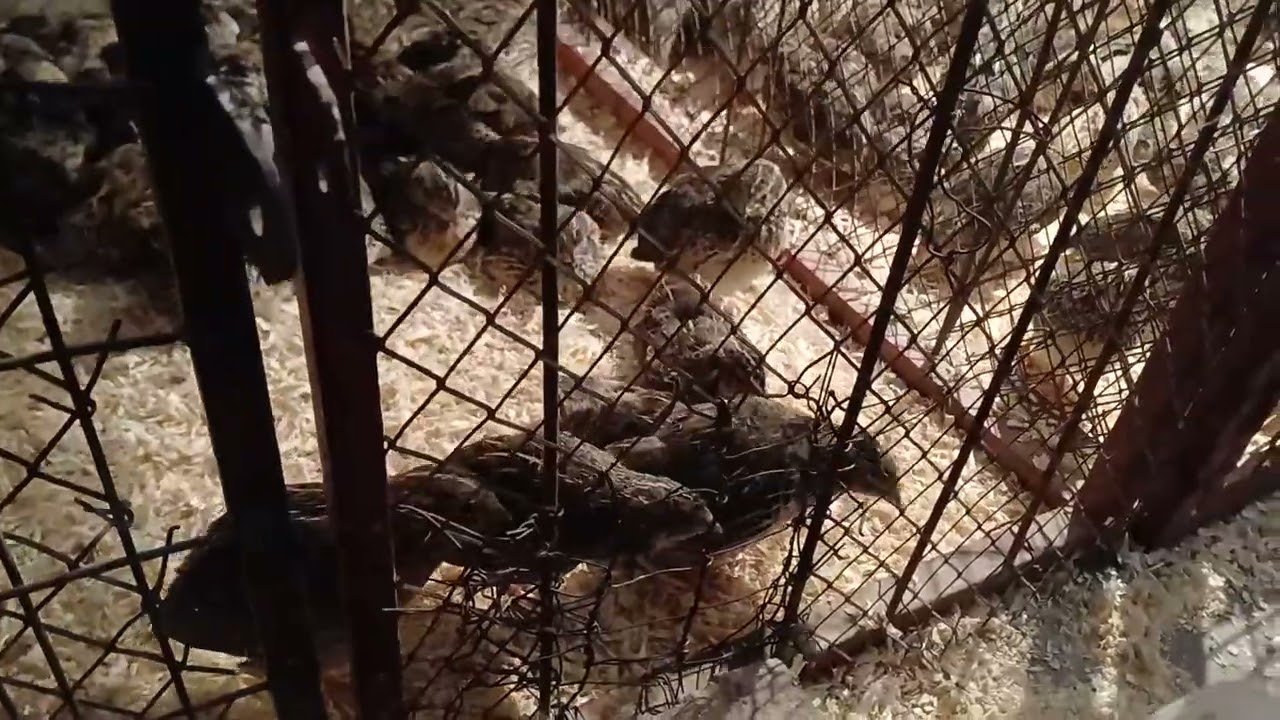 Batair farming new idea