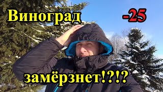 🔴🔴Виноград замерзает. Морозы -25 С. Виноград не Укрыт! Как спасти Виноградную лозу?