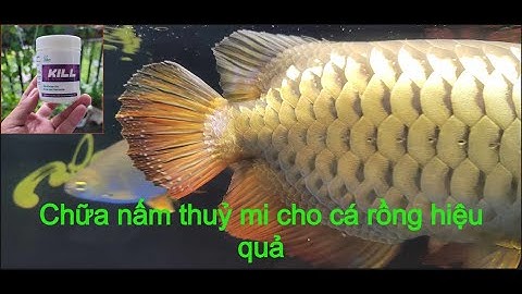 Chữa nấm thủy mi cho cá rồng