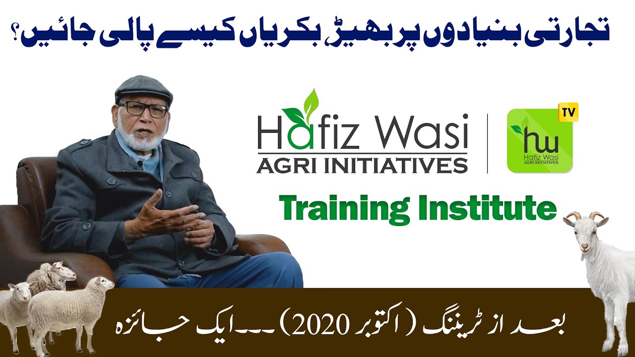 تجارتی بنیادوں پر بھیڑ، بکریاں کیسے پالی جائیں؟