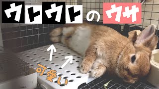 ウサギの寝顔が可愛いのは当たり前で足も白いお腹も可愛すぎる件 #272