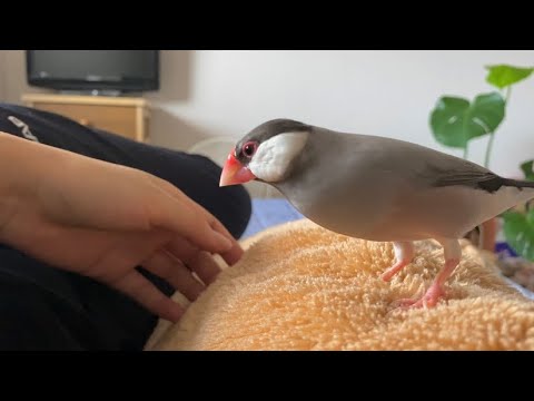 体調が悪い飼い主の様子を部屋まで見にきてくれる文鳥　あずき　java sparrow