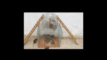 Homemade mouse trap | the most effective simple homemade rat trap #177