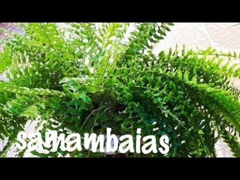 Vídeo: O que é planta de samambaia interrompida - Cultivando samambaias interrompidas no jardim