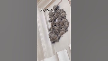 #nests #swift#birdnests #ceiling#fortsofindia