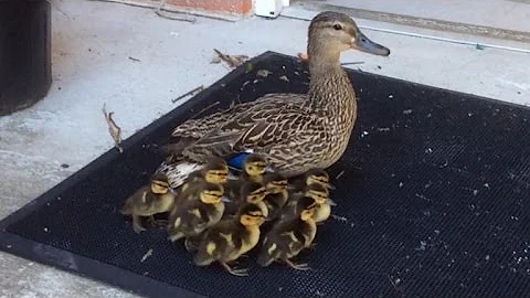 Students Lead Mom and 11 Ducklings To Pond After Hatching In School Courtyard - DayDayNews