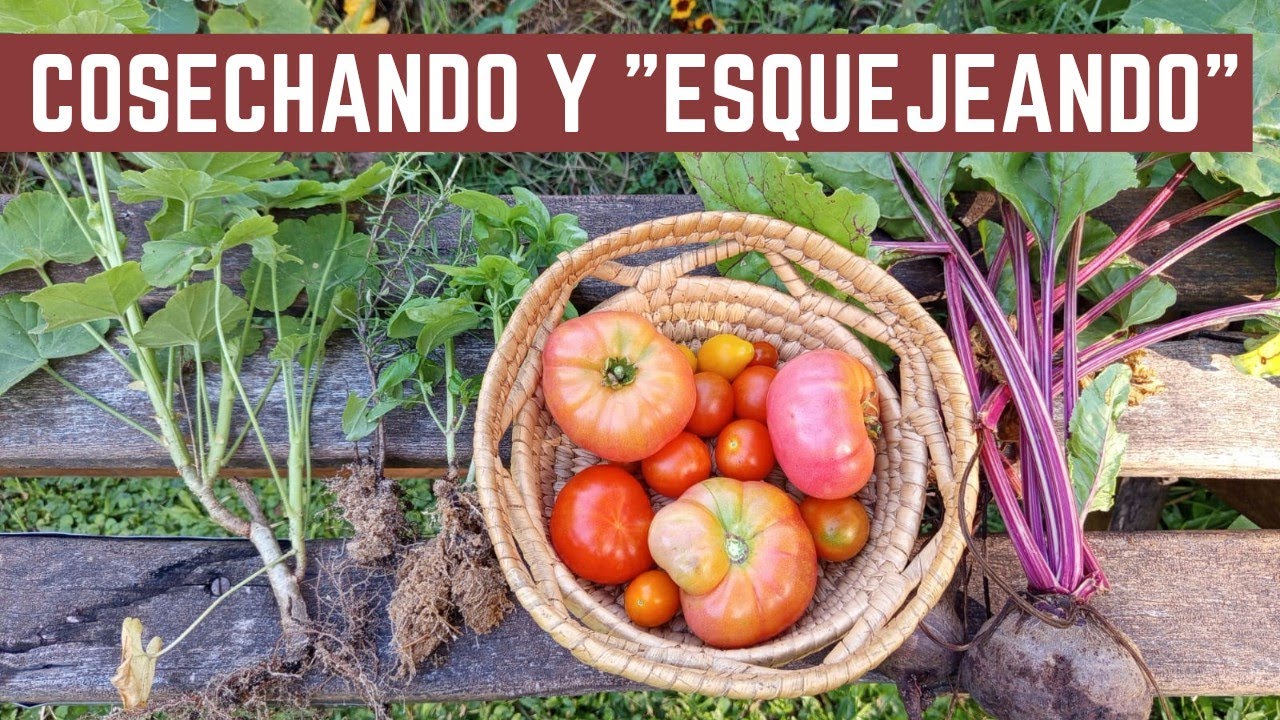 Cosecha de TOMATES y REMOLACHAS - Pasajes de ESQUEJES a Tierra