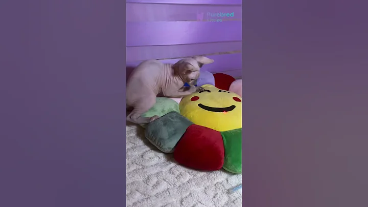 Video 10134671: canadian sphynx kitten, sphynx kittens blue, blue eyed sphynx, kitten blue point, little exotic, hypoallergenic