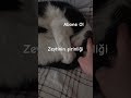 #cat #kedivideoları #Kesfet Zeytinin şirinliğine bak