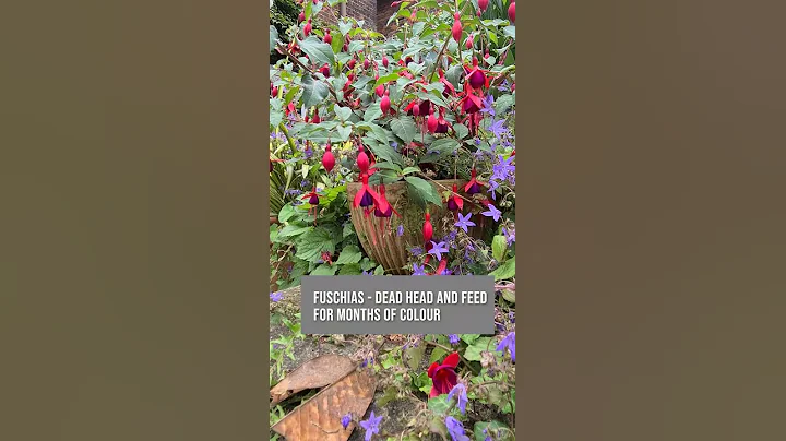 8 plants which flower in shade - DayDayNews