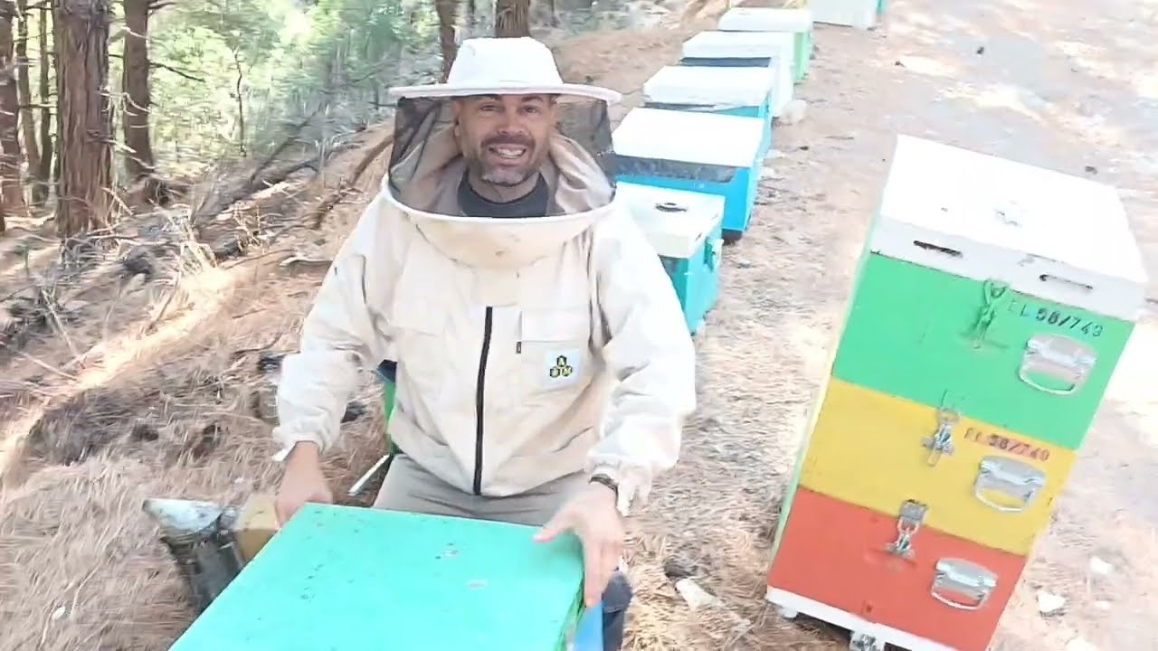 2ος τρύγος πεύκου στη Θάσο 2022