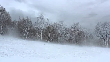 Winter Wind 1 Hour / Relaxing Snowstorm Sound, Winds Blowing Snow Across Forest Meadow