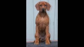 a Rhodesian Ridgeback growing II