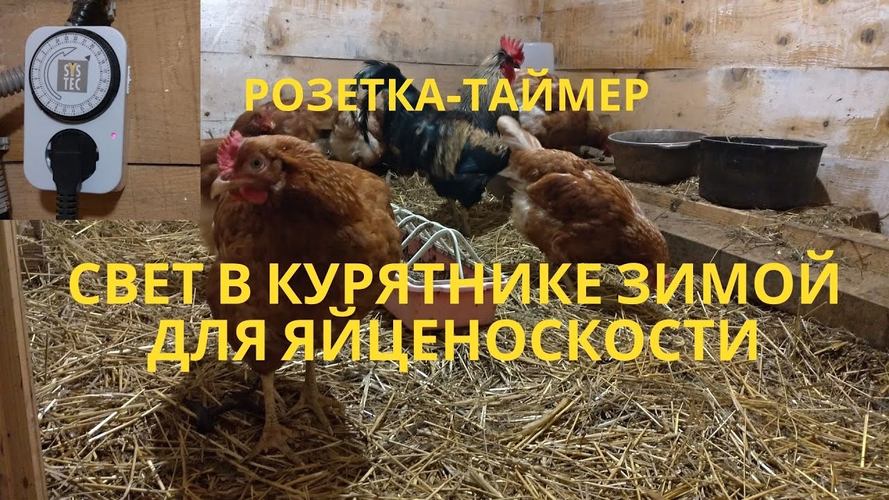 Освещение в курятнике зимой