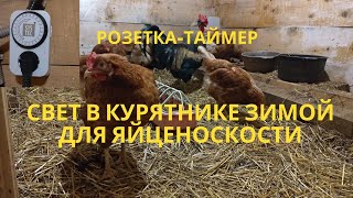 Освещение в курятнике зимой