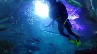 Куала-Лумпур, #океанариум , #акулы , кормление рыб дайвером Куала-Лумпур, #океанариум , #акулы , кормление рыб дайвером