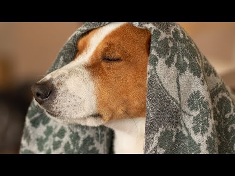 Video: ¿Puede un cachorro sobrevivir al herpes canino?