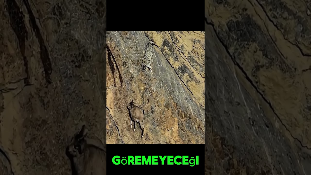 BaşlAç Bir Kar Leoparı ile Himalaya Geyiğinin Ölüm Kalım Mücadelesi! 😱🐆🦌