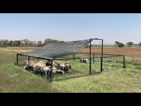 Sheep Tractor- Organized Mob Grazing