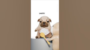 I am pibble wash my belly