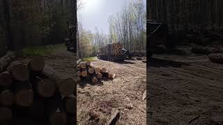 Load of logs going out TGIF!! Wisconsin logging #shorts #logging #tree #timber #logger #lumberjack