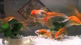 20120813 - 我家魚兒