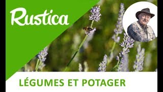 La Lavande, Utile Dans Un Potager