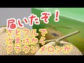 さとふるひとつ一万円のメロンが送られて来ました
