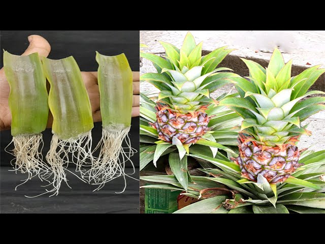 succulent ice plant Ice Plant | Corpuscularia lehmannii