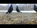 Common grackles showing off