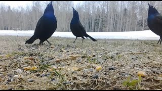 Common Grackles Showing Off