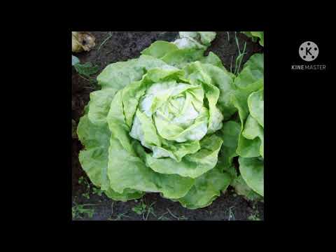 Video: Čekankový Salát A Jeho Pěstování