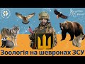 Зоологія на шевронах Частина 1