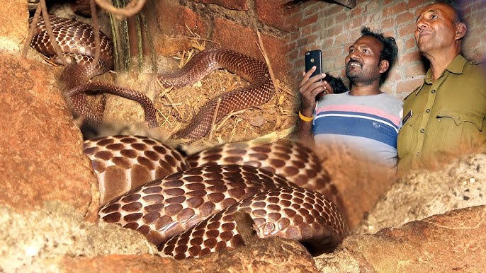 इस वीडियो को देखकर पता नहीं की हम सांपों के घर में रहते है या सांप हमारे घर में रहता है!😱 - YouTube