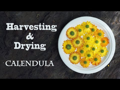 Video: Should You Deadhead Calendula Flowers: Lär dig hur man Deadhead A Calendula