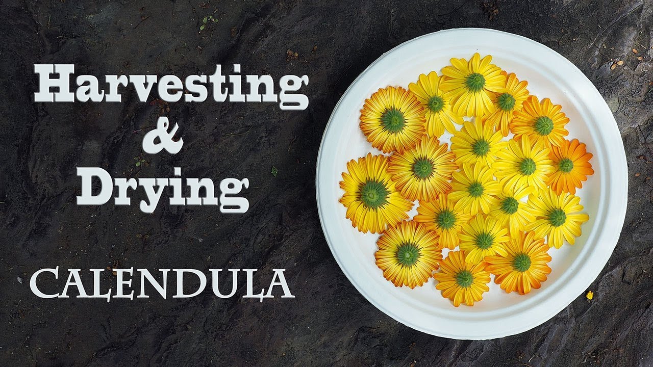 All About Calendula: How to Grow, Harvest, Dry, & Use Calendula