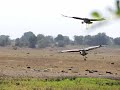 2 Grey Crowned Cranes
